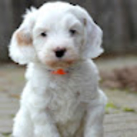 Meet your Posher, Pepper - Picture 1 of 1